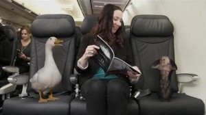 WestJet allows animal passengers to roam free on board its aircraft in a scene from the airline’s April Fool’s Day video.