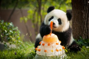 To celebrate Sichuan Airlines' second anniversary at YVR, Vancouver Airport Authority has named its newly adopted infant panda, Lulu, after the largest island estuary in the Fraser River.