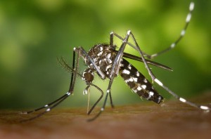 An Aedes albopictus mosquito ("tiger mosquito"), one of the mosquito species that can transmit chikungunya.