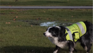 Border collies are used at YVR to keep birds away from aircraft.