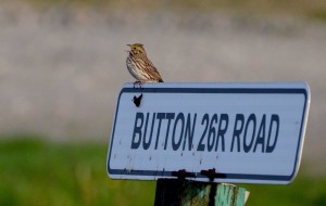 The Savannah Sparrow breeds in southern B.C. to northern California. Its song is a mixture of chirps and trills.